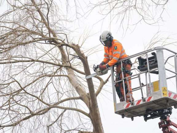 Tree management services