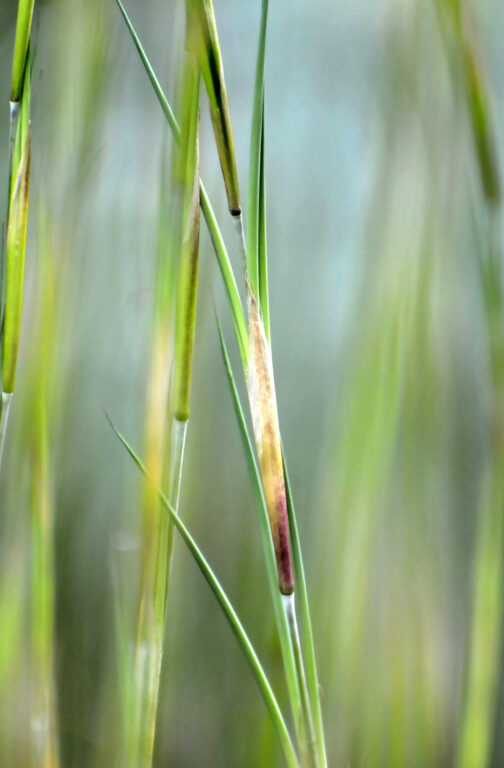 Harnessing the power of nature